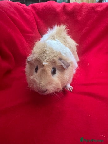 Guinea Pig rodents - Advert 1