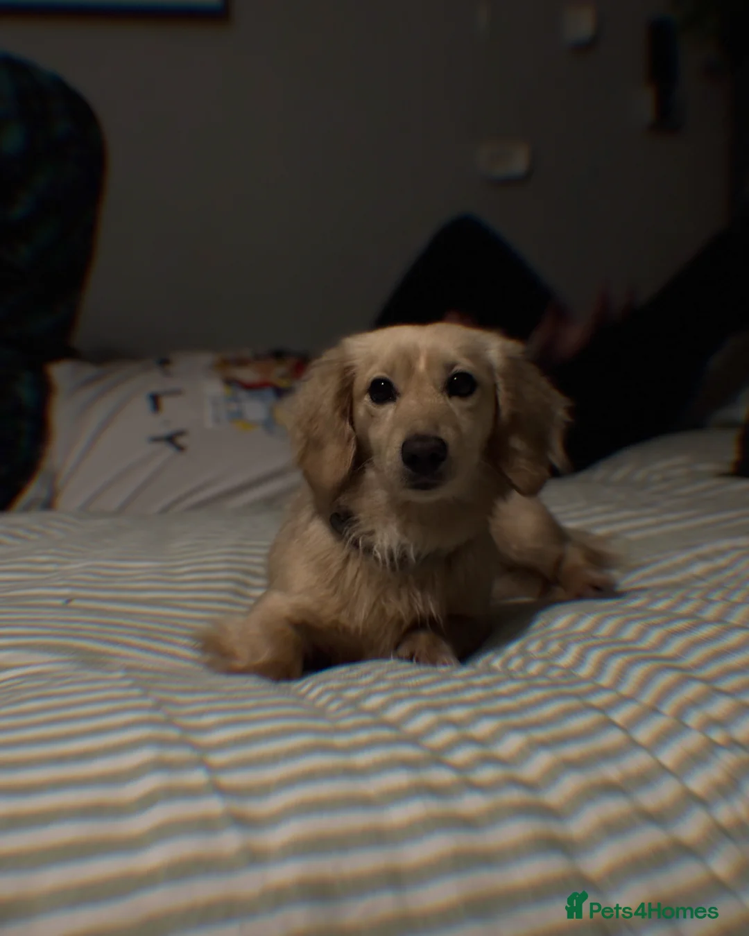 Miniature Dachshund dogs for stud: KC- ee/ii CREAM miniature LH dachshund in Sutton-in-Ashfield - Advert 3