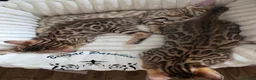 Bengal cats for sale: Stunning Bengal kittens  - Advert 6