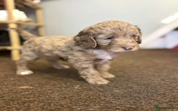 Cockapoo dogs for sale: Stunning F1 Cocapoos - Image 13