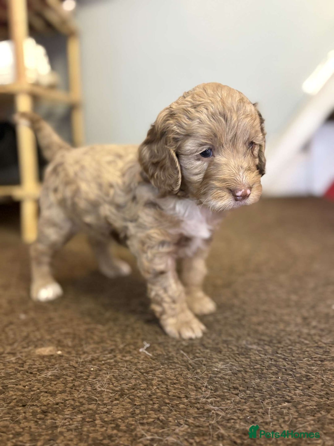 Cockapoo dogs for sale: Stunning F1 Cocapoos - Image 13