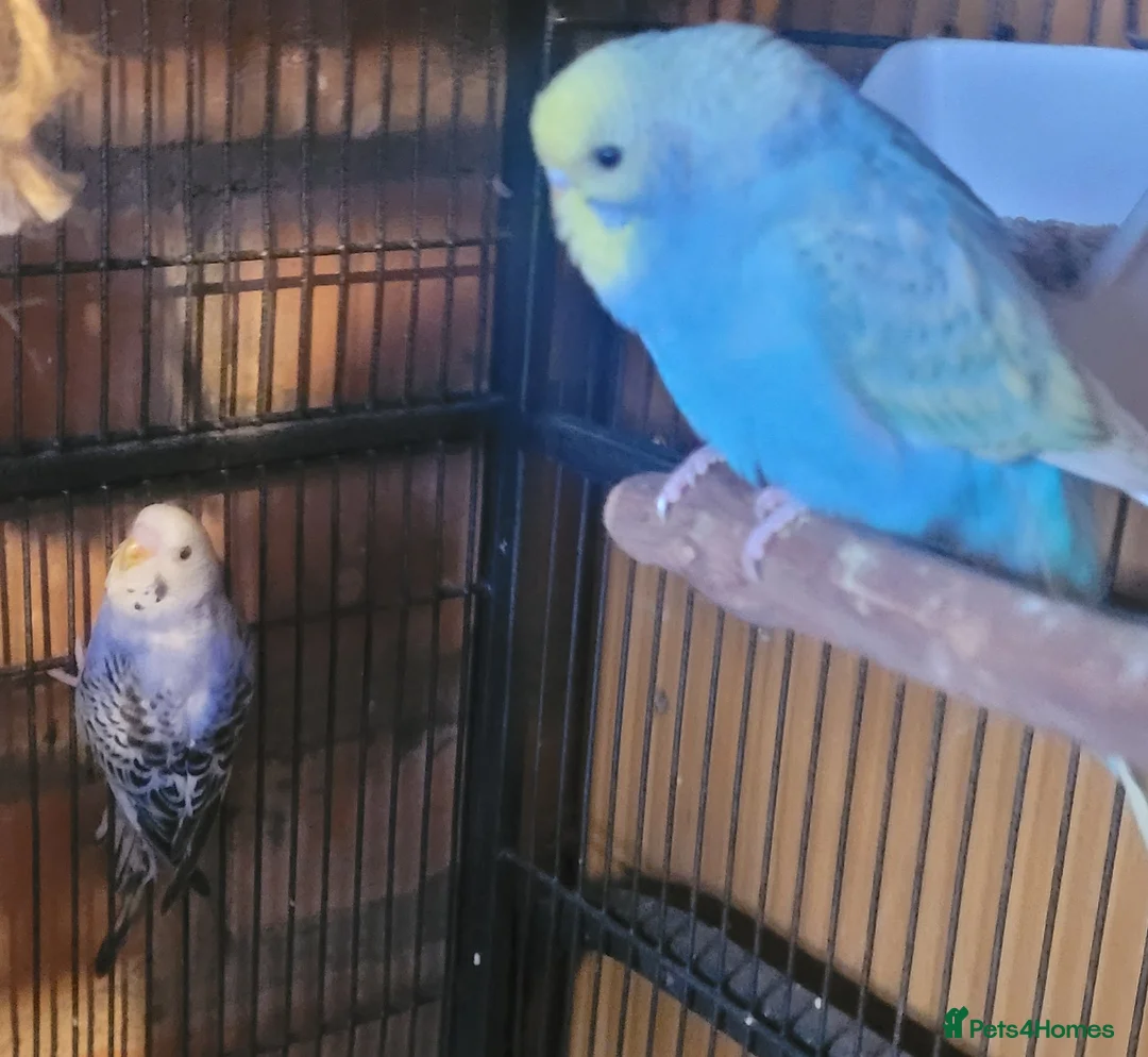 Budgerigars birds for sale: Baby Budgies (no offers) - Advert 14