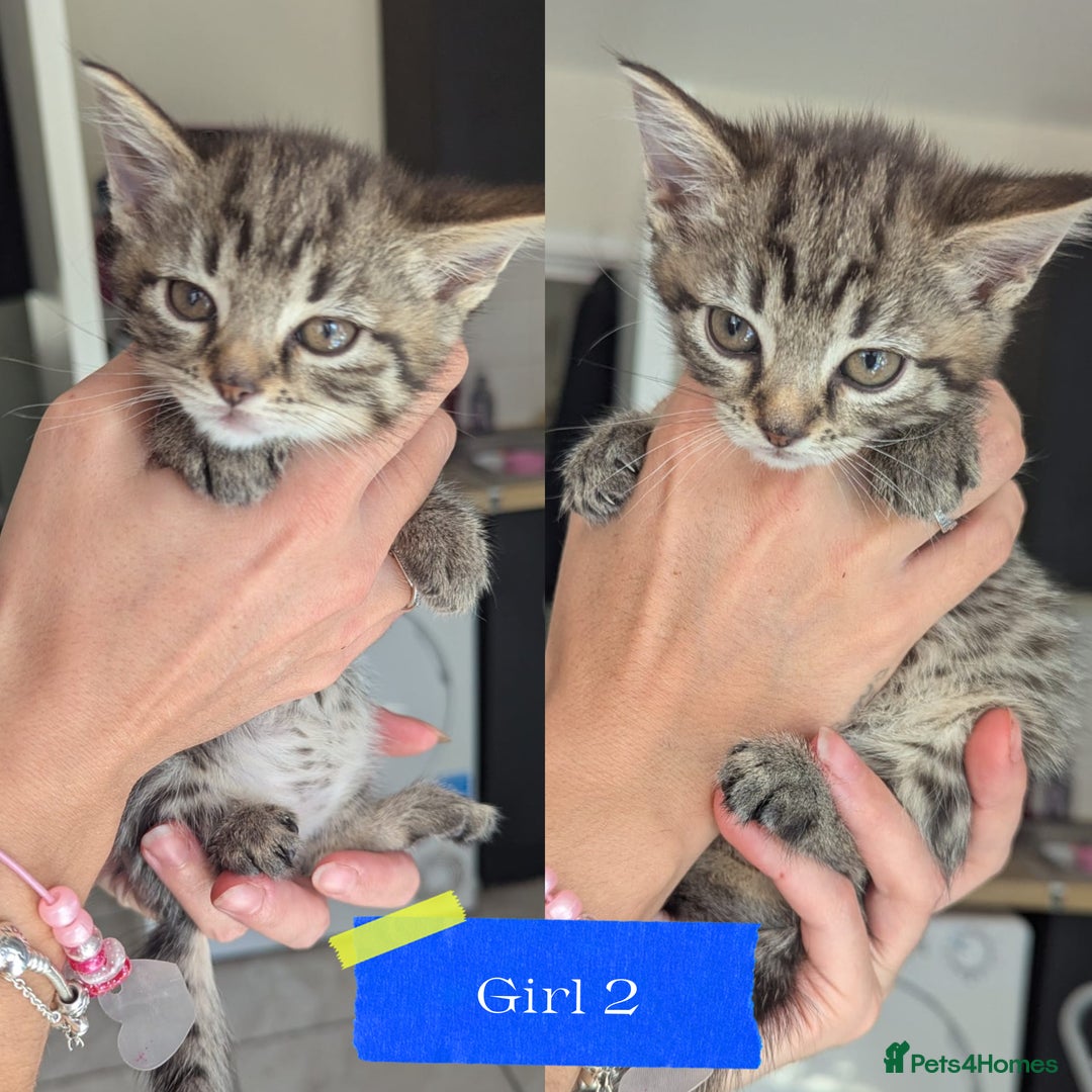 Mixed Breed cats for sale: 5 beautiful mix breeds  - Image 6
