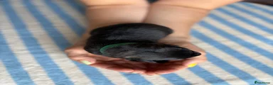 Dark Green Puppy