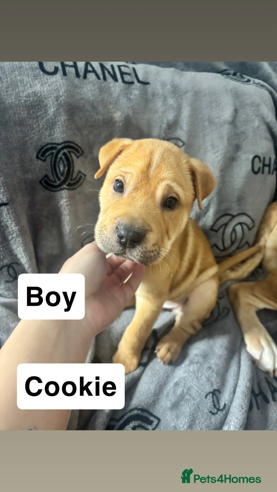 Mixed Breed dogs for sale: Staff/shar pei puppies - Advert 4