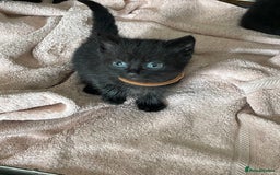 British Shorthair cats for sale: Litter of 5 lovely kittens  - Image 12