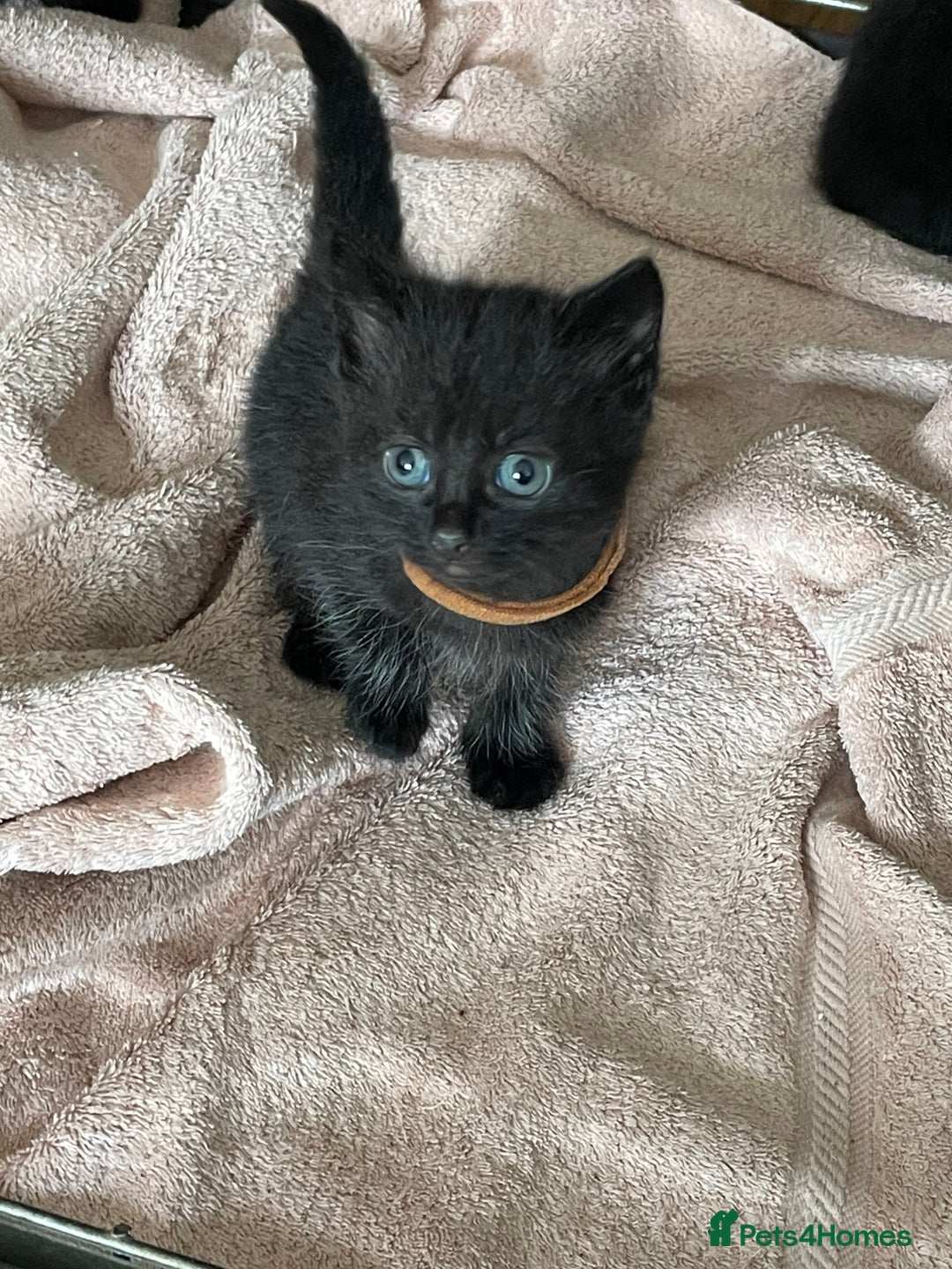 British Shorthair cats for sale: Litter of 5 lovely kittens  - Image 12