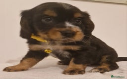 Cocker Spaniel dogs for sale: Cocker spaniel pups for sale  - Image 15