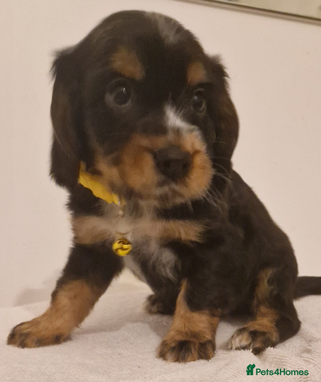 Cocker Spaniel dogs for sale: Cocker spaniel pups for sale  - Image 15