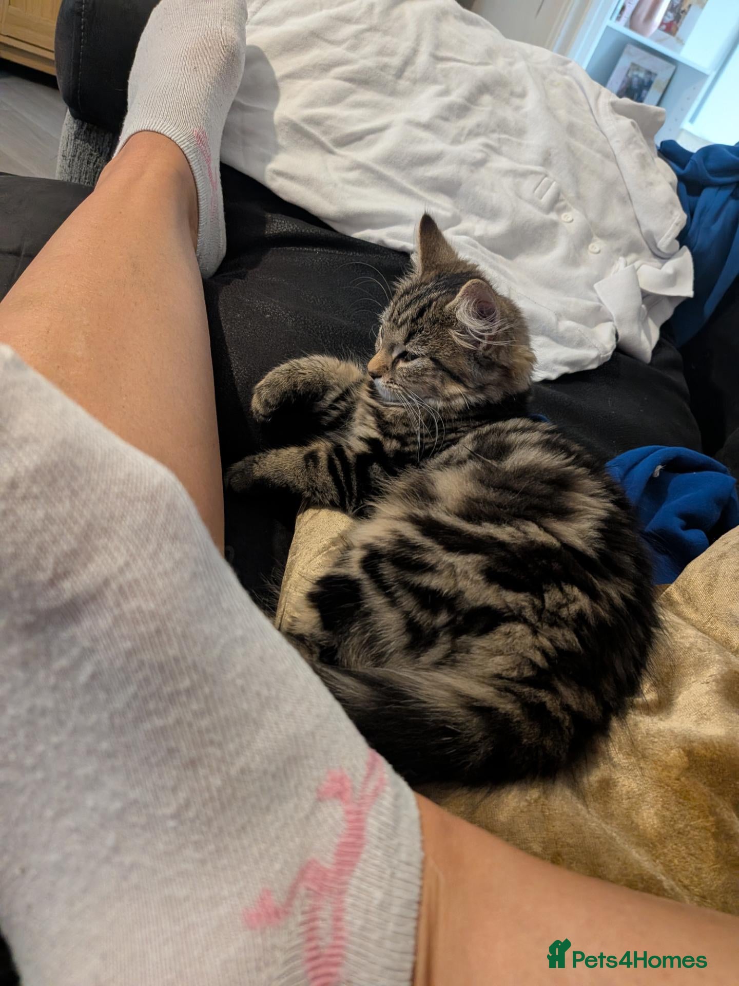 Mixed Breed cats Female, long haired, tabby kitten - Advert 1