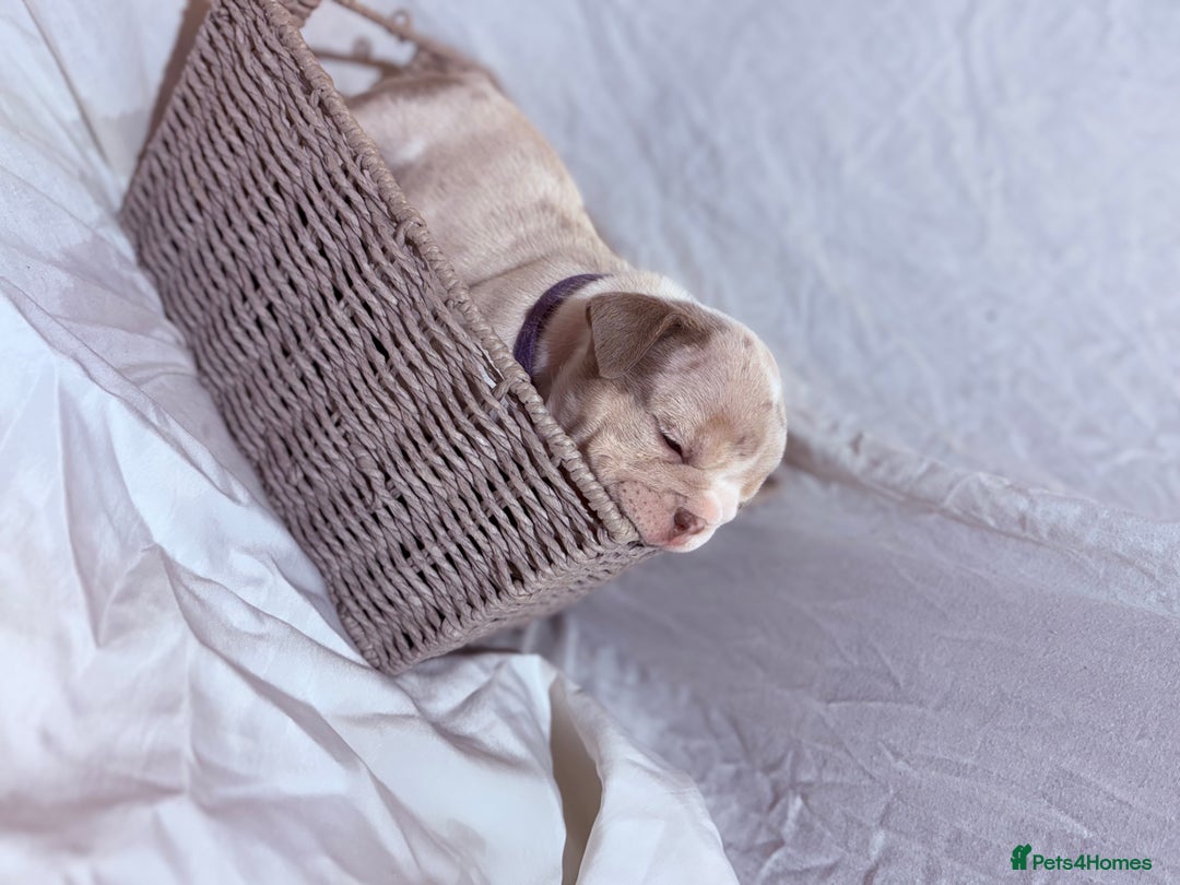 English Bulldog dogs for sale: Mr muscles pup 7 weeks old ready to go 28th  - Image 7
