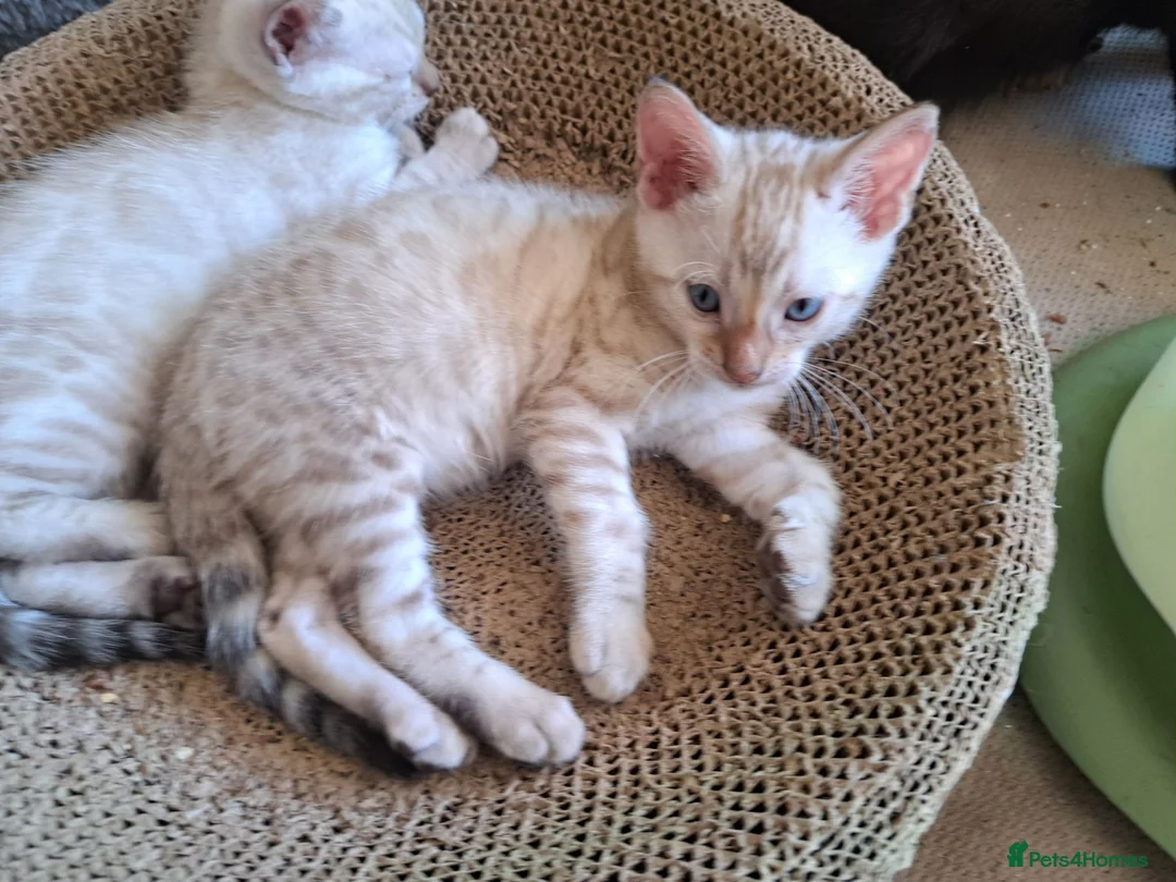 Bengal cats for sale: Mink x snow lynx bengal  - Advert 2
