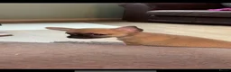 Chihuahua dogs for sale: 5 beautiful chihuahua pups  - Advert 6