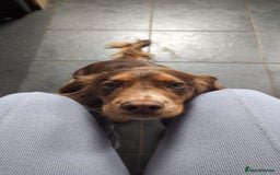 Cocker Spaniel dogs for sale: Beautiful cocker spaniel pups  - Image 24