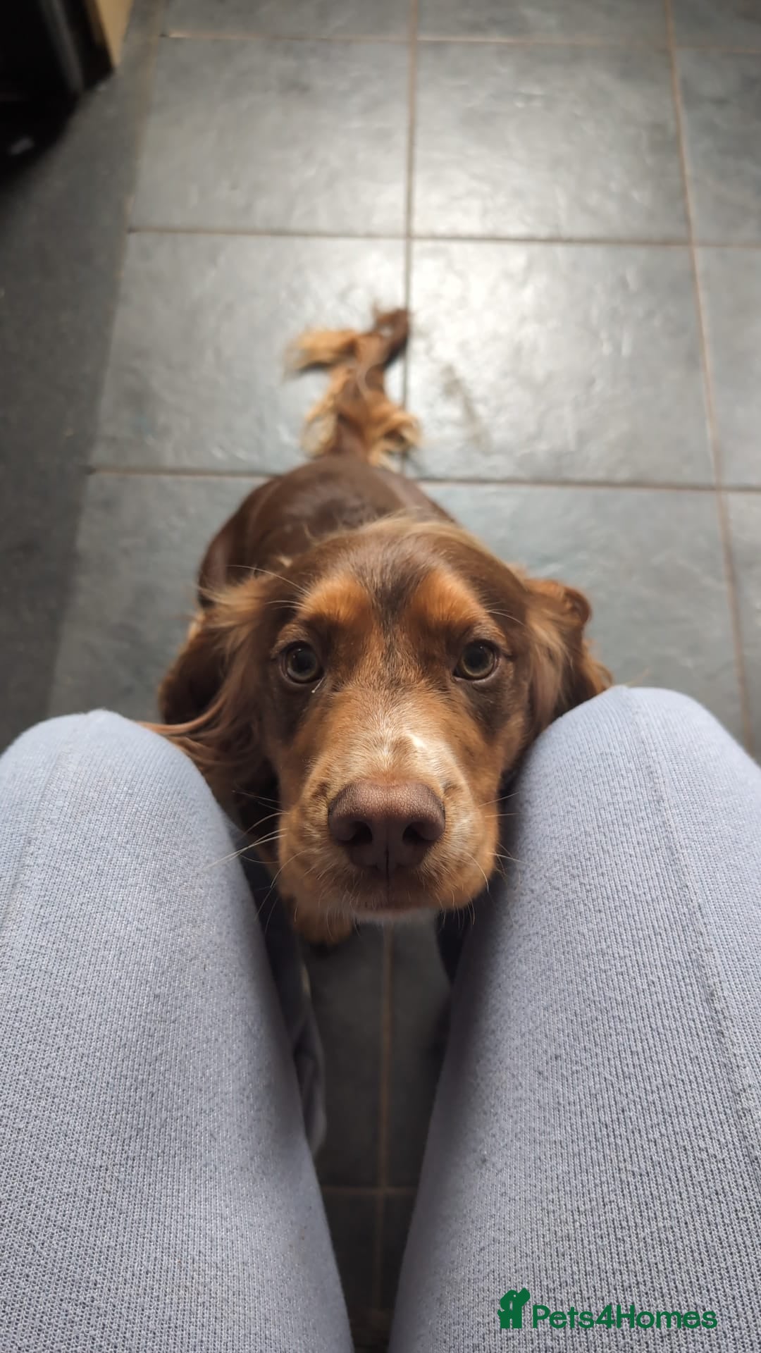 Cocker Spaniel dogs for sale: Beautiful cocker spaniel pups  - Image 24