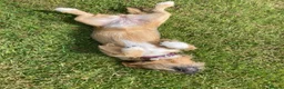 Mixed Breed cats for sale: Wonderful girl Willow - Advert 3