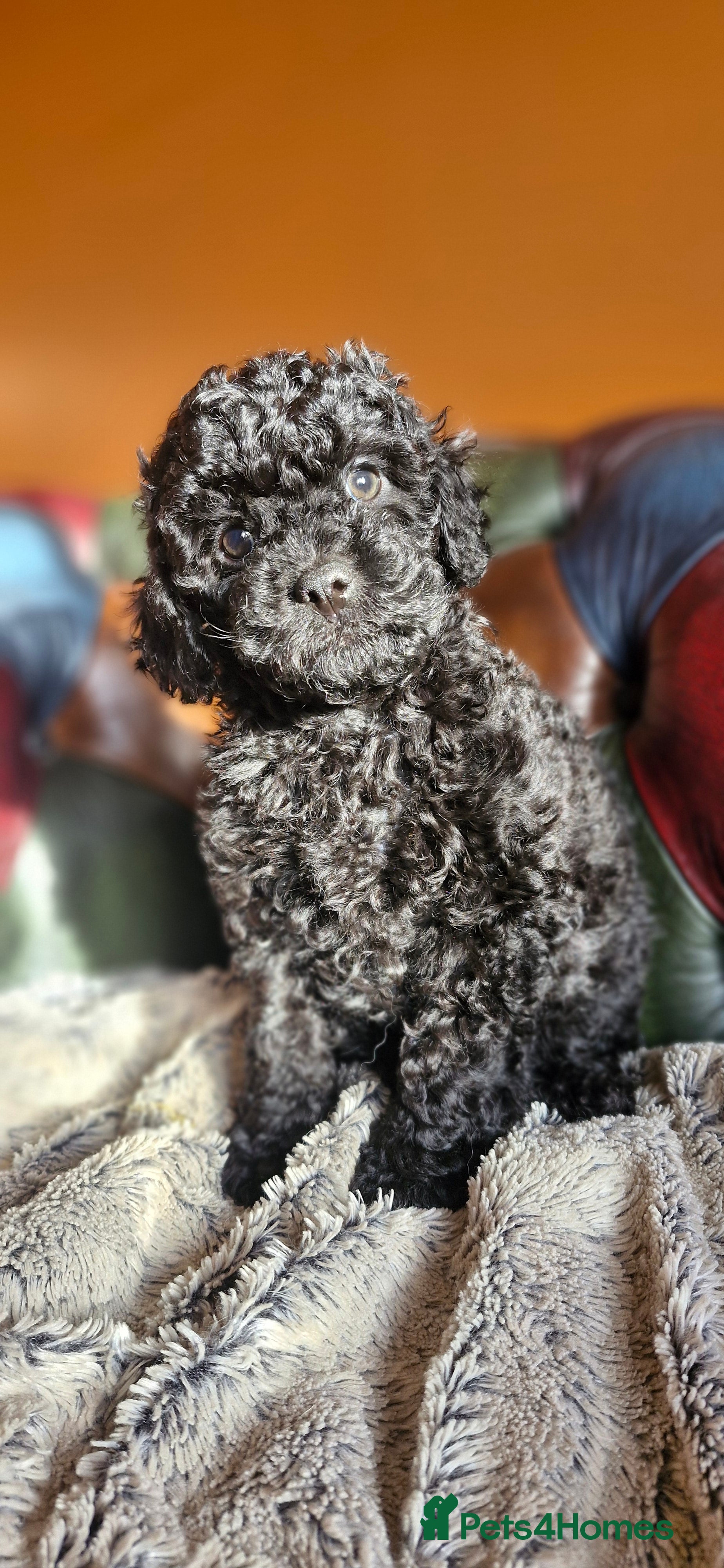Cavapoo dogs Gorgeous f1b Cavapoo pups - Advert 7