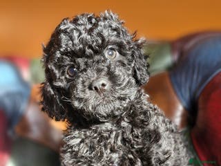 Cavapoo dogs Gorgeous f1b Cavapoo pups - Advert 7