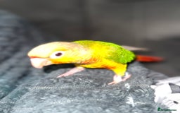 Conures birds for sale: Hand rear baby conures  - Image 10