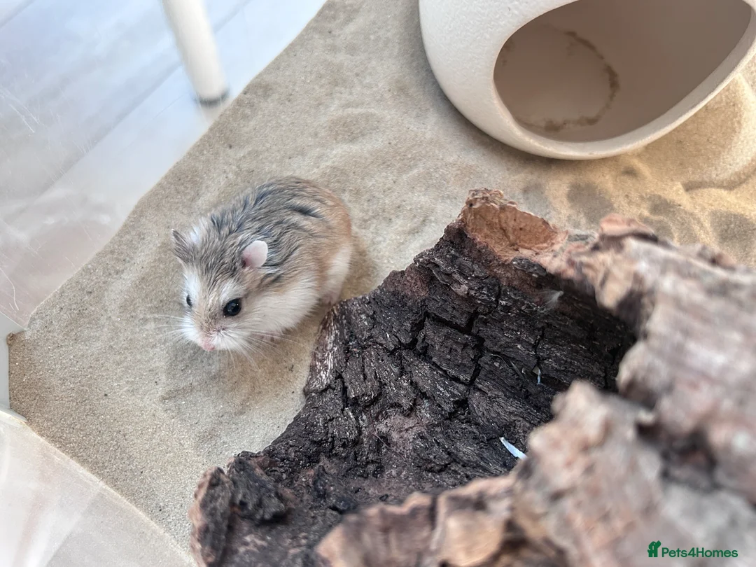 Hamster rodents for sale: Female roborovski hamster - Advert 1