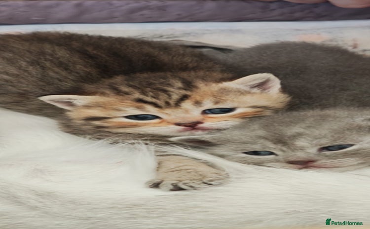 British Shorthair cats Beautiful British Shorthair kittens,ready for Xmas - Advert 4