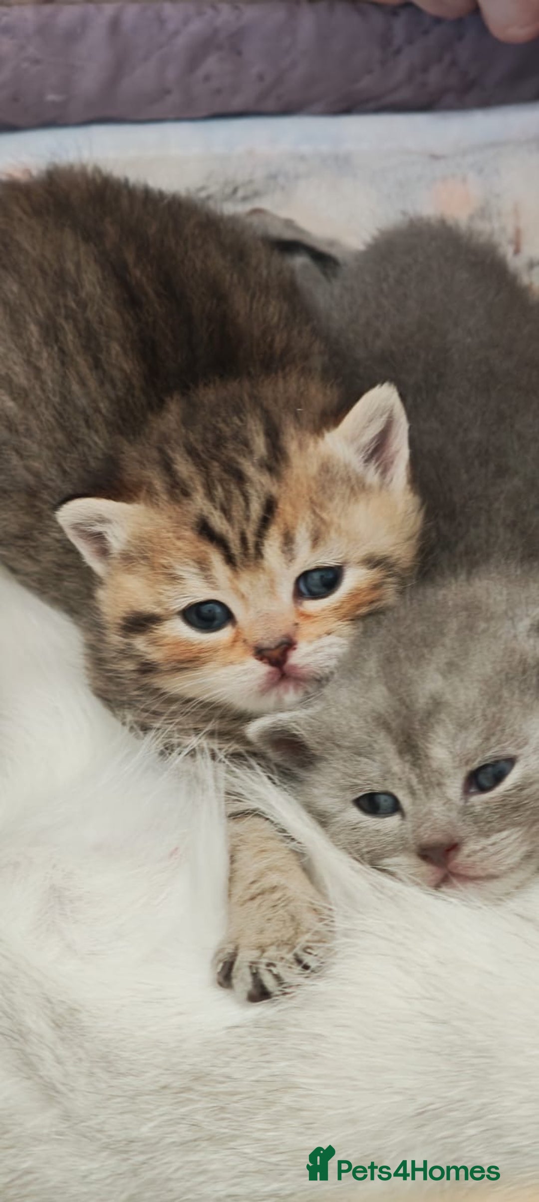 British Shorthair cats for sale: Beautiful British Shorthair kittens ready 23/12 - Advert 11