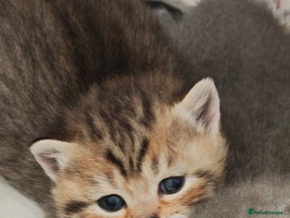 British Shorthair cats Beautiful British Shorthair kittens,ready for Xmas - Advert 11