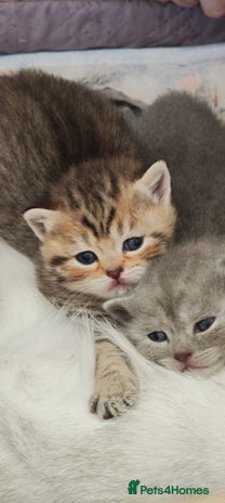 British Shorthair cats Beautiful British Shorthair kittens,ready for Xmas - Advert 4