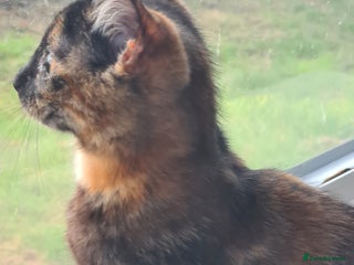 Mixed Breed cats 2 little baby's ready for their forever homes - Advert 3