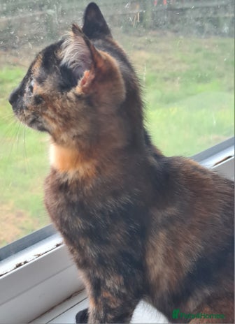 Mixed Breed cats 2 little baby's ready for their forever homes - Advert 1