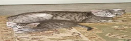 Bengal cats for sale: 2 male mixed  bengal  - Advert 1