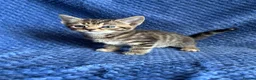 Maine Coon cats for sale: Maine coon x  - Advert 28