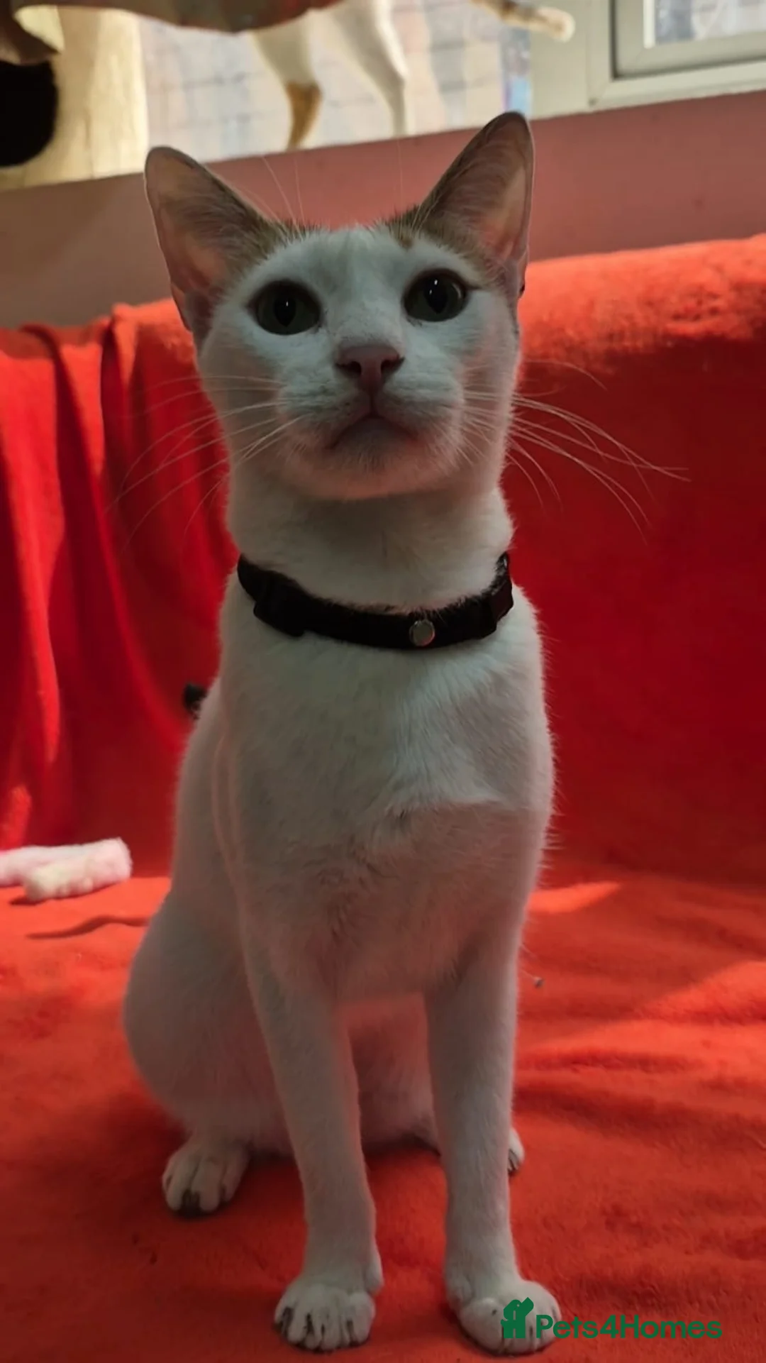 Arabian Mau cats for adoption: Miachita - Advert 2