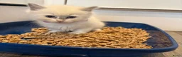 Ragdoll cats for sale: Beautiful girl Ragdolls  - Advert 17