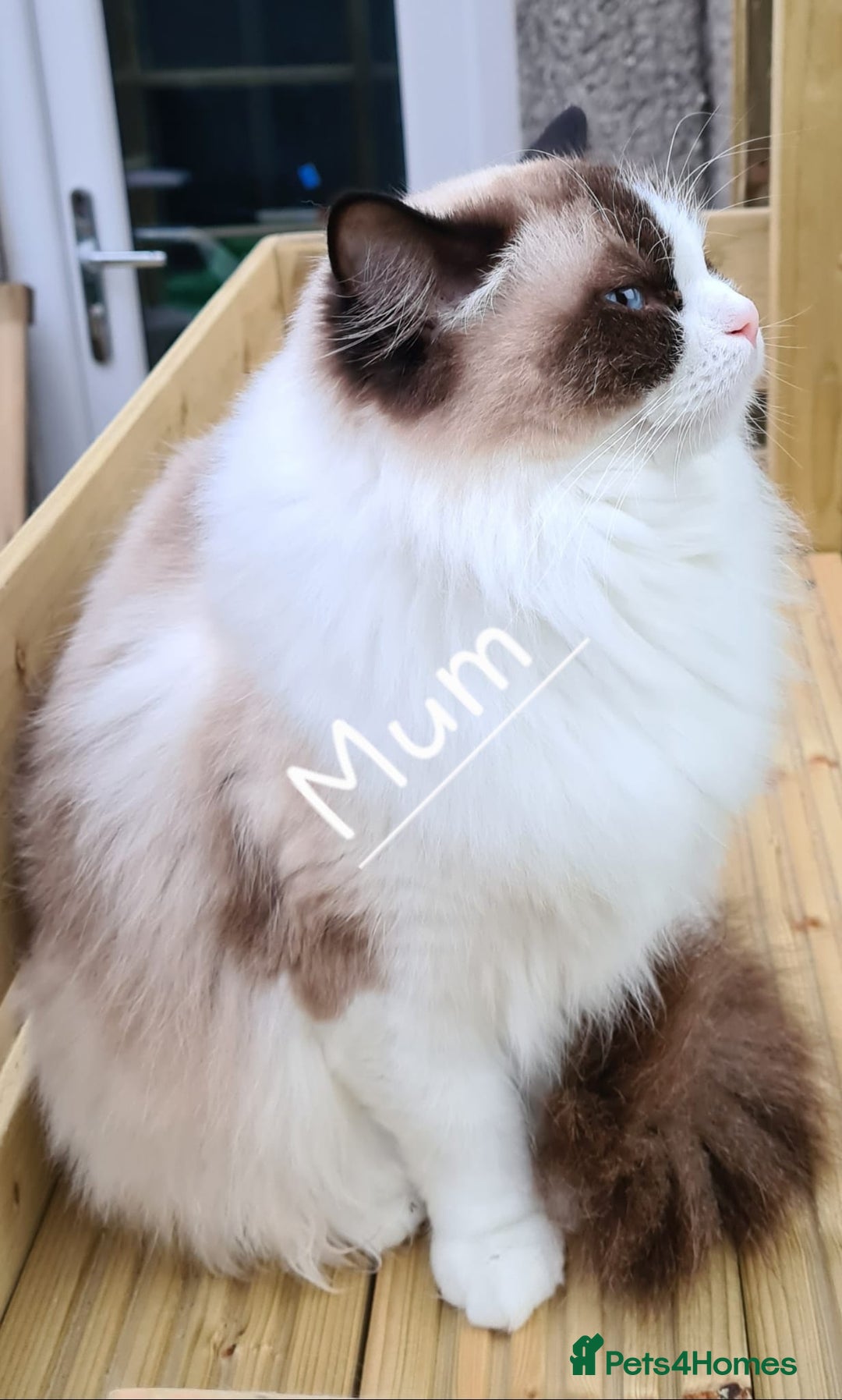 Ragdoll cats for sale: Cute Ragdoll kittens  - Advert 7