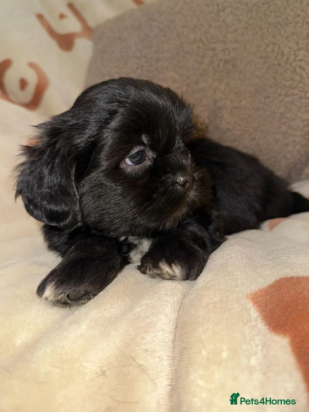 Shih Tzu dogs for sale: Stunning Black Shih Tzu Puppies - Advert 4