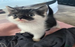 Mixed Breed cats for sale: 4 beautiful boy kittens  - Image 10