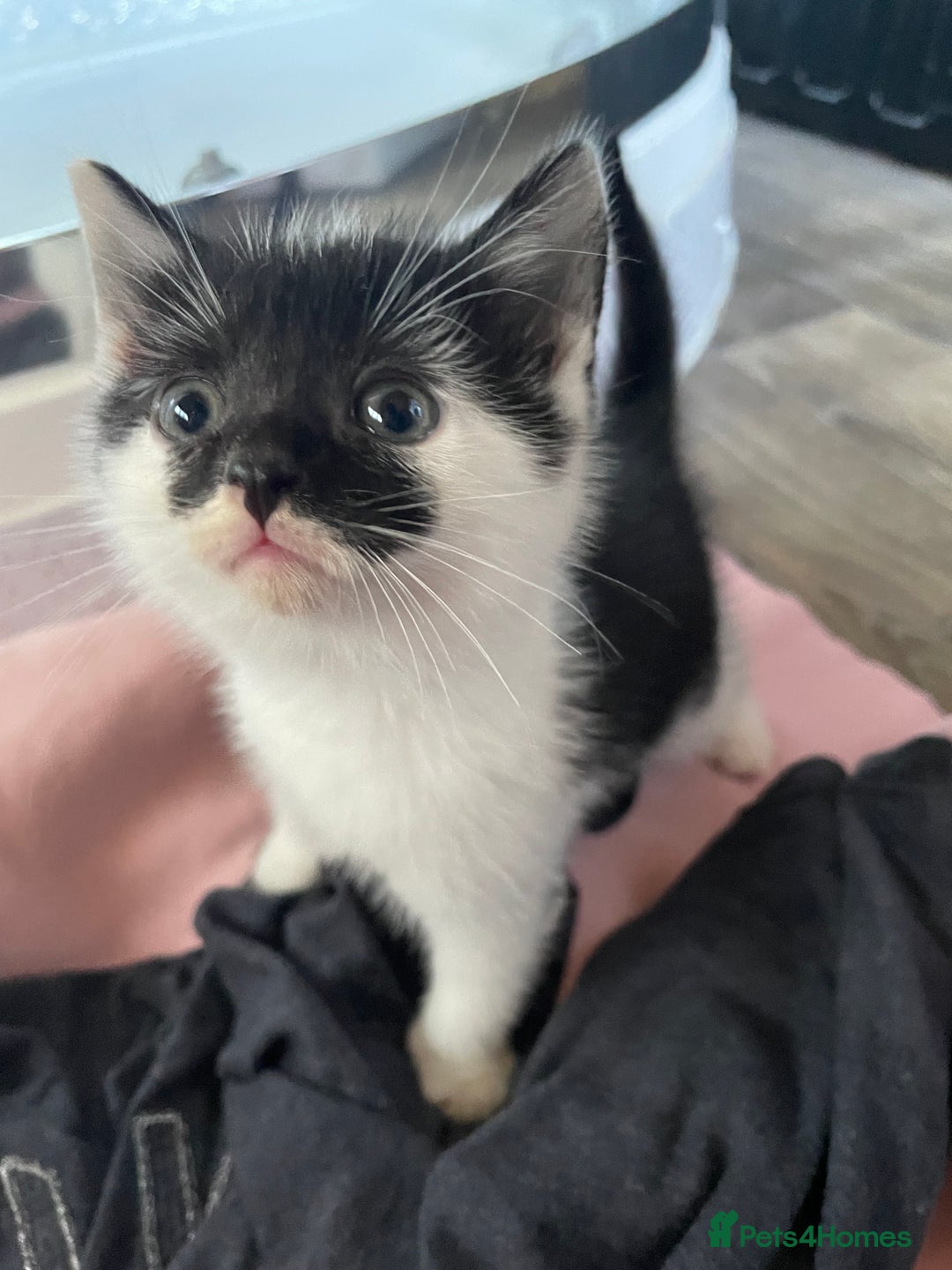 Mixed Breed cats for sale: 4 beautiful boy kittens  - Image 10