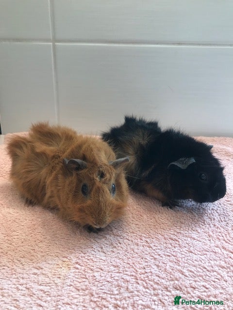 Guinea Pig rodents for sale: Young Pure Bred Rex Boar-Aby Sows & Two Brothers - Advert 2