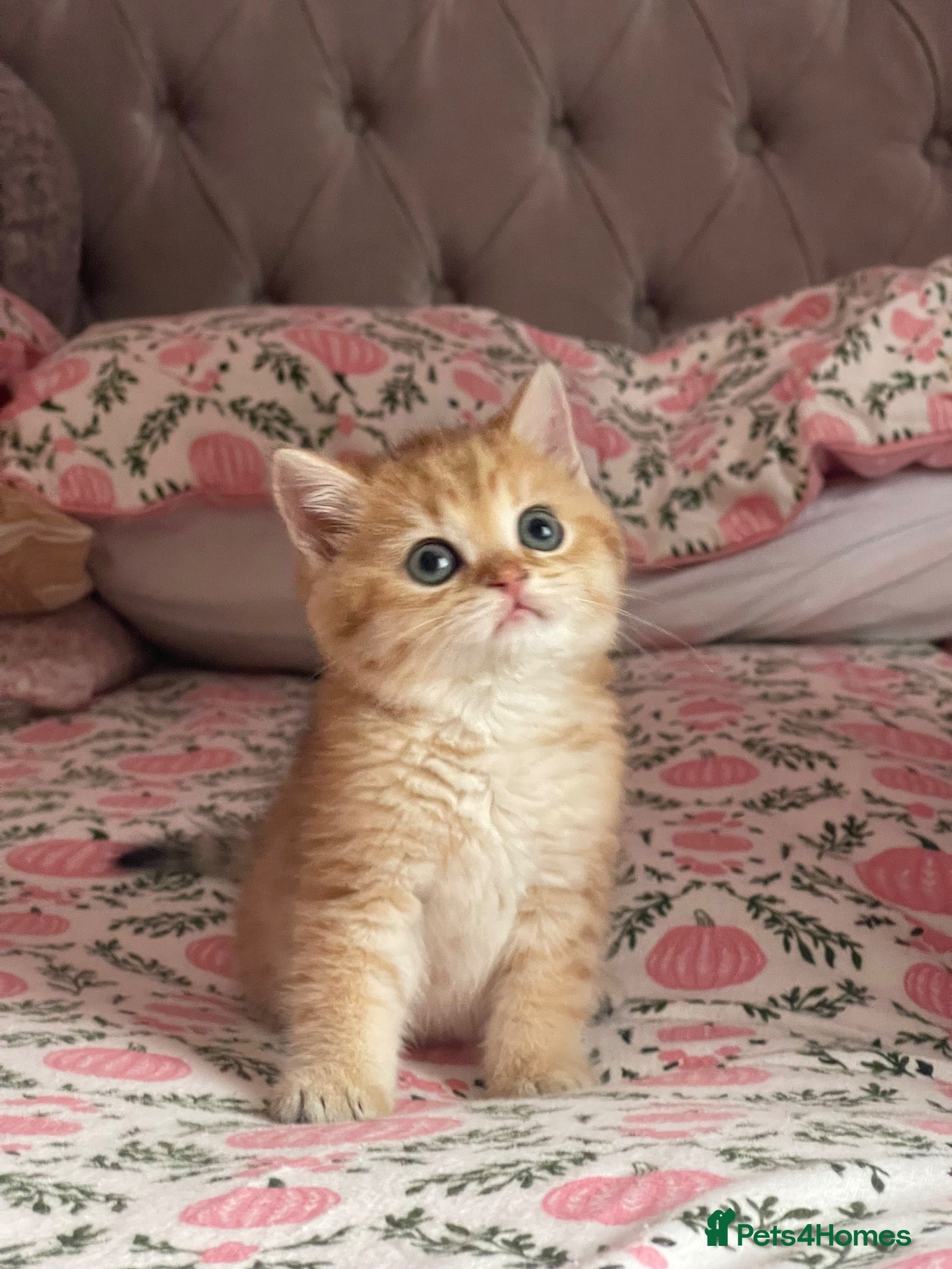 British Shorthair cats British Shorthairs  - Advert 1