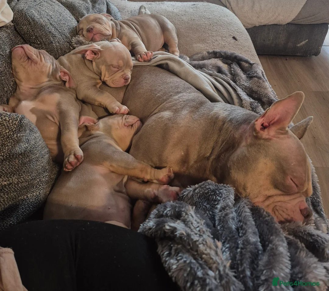 American Bully dogs for sale: exotic pocket bully puppies - Advert 5