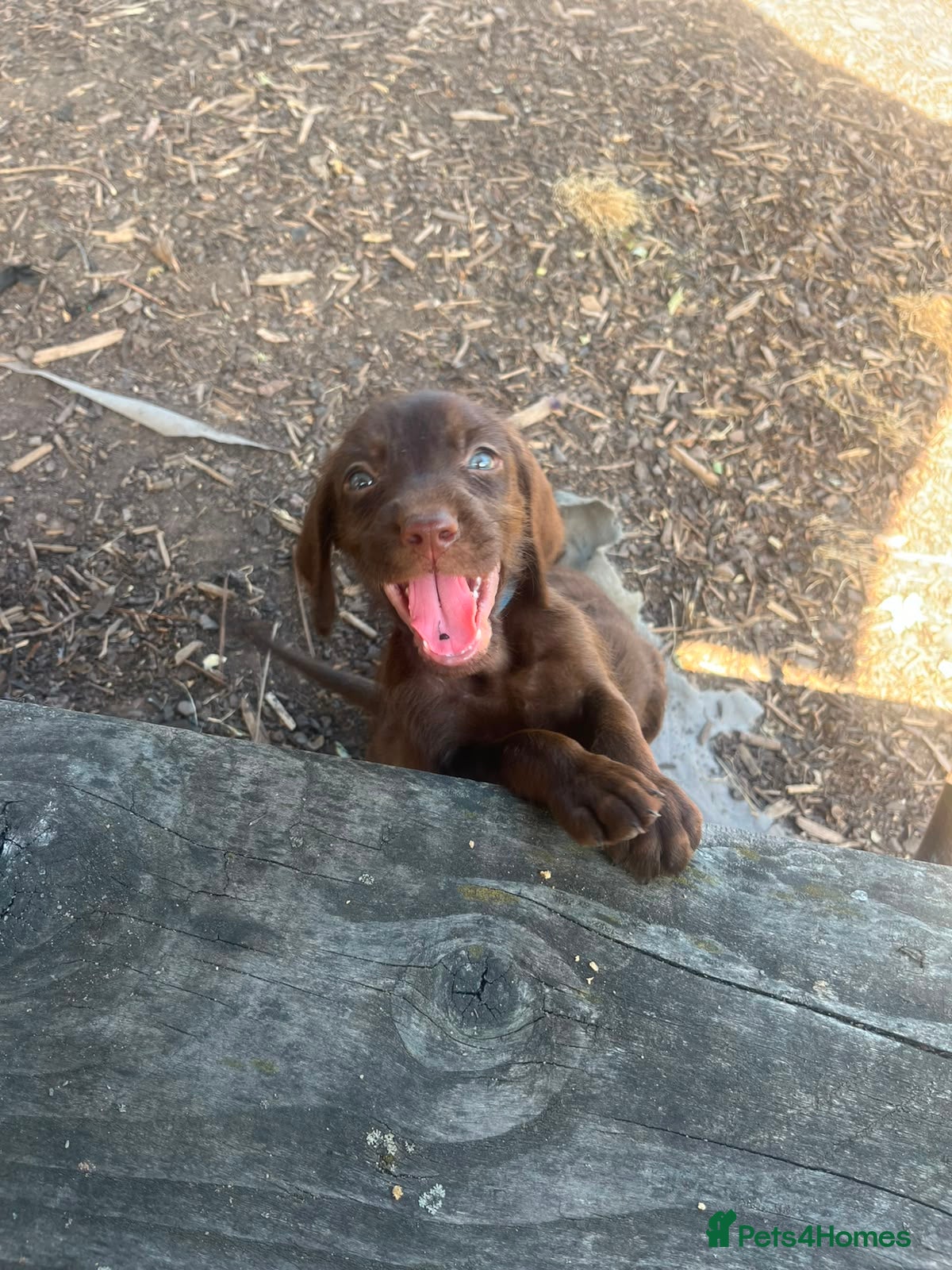 Mixed Breed dogs Chocolate puppies - Weimaraner x Vizsla - Advert 2