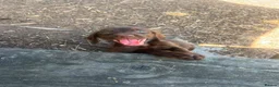 Mixed Breed dogs for sale: READY NOW  - Weimaraner x Vizsla - Advert 14