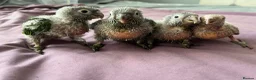 Conures birds for sale: Hand raised baby green cheek conures - Advert 2