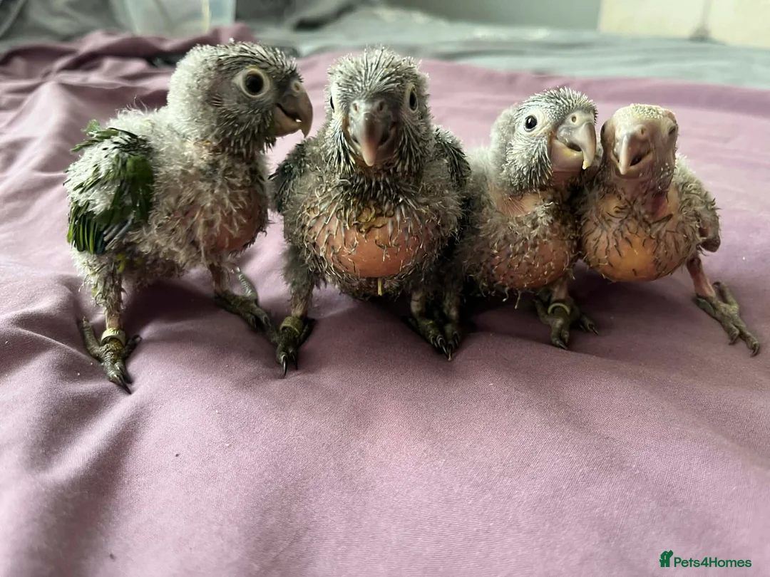 Conures birds for sale: Hand raised baby green cheek conures - Advert 2