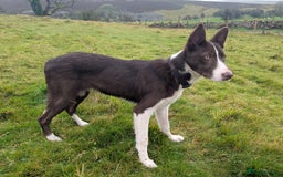 Border Collie dogs for sale: Handsome red and white collie - Image 1