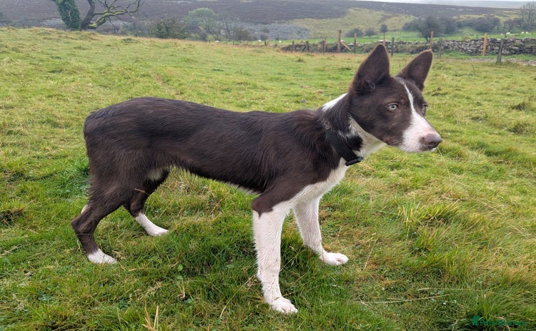 Border Collie dogs - Advert 1