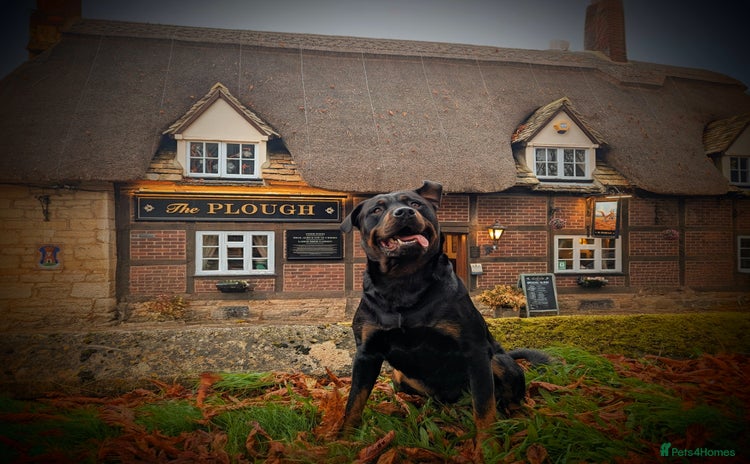 Rottweiler dogs - Advert 8