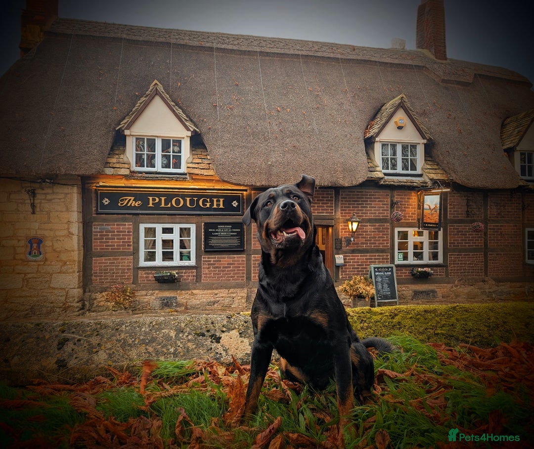 Rottweiler dogs for stud: Rotweiller For Stud - Image 1