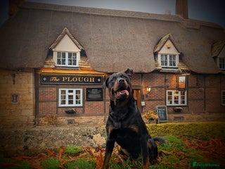 Rottweiler dogs - Advert 1